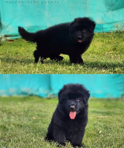 Black German Shepherd Puppy For Sale