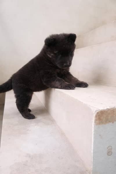 black garman shperd male