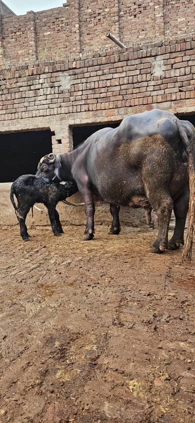 pure nili ravi breed