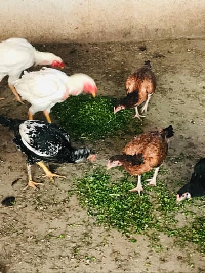 10 hens female each 3k