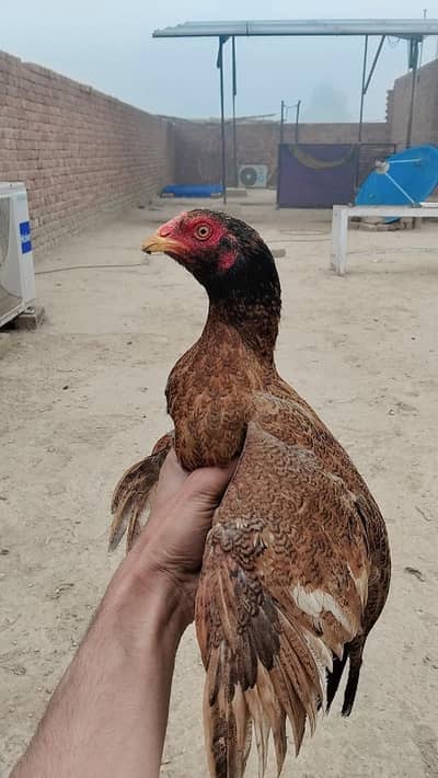 7 hn 3 murgy 4 murgiyan