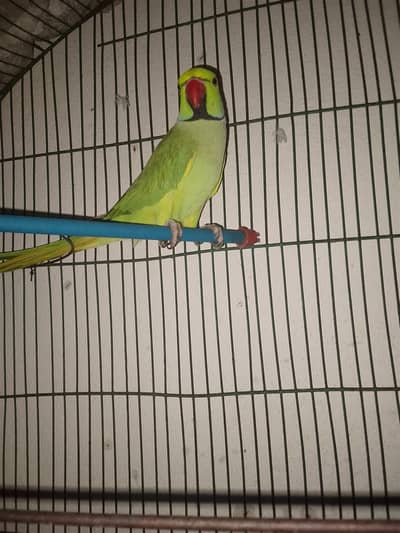 Healthy Breeder Male Available