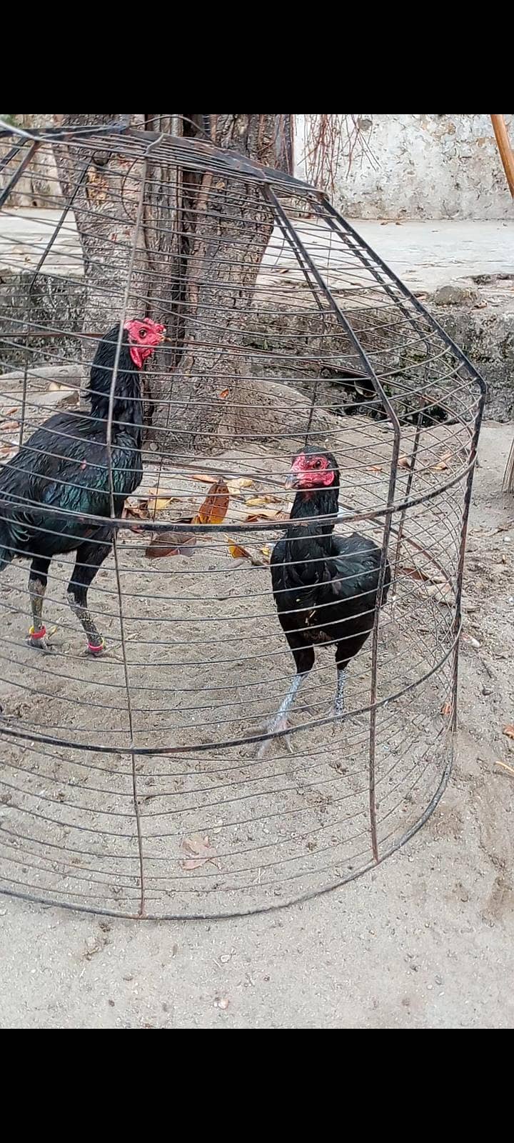 Thai aseel 03338645254 1