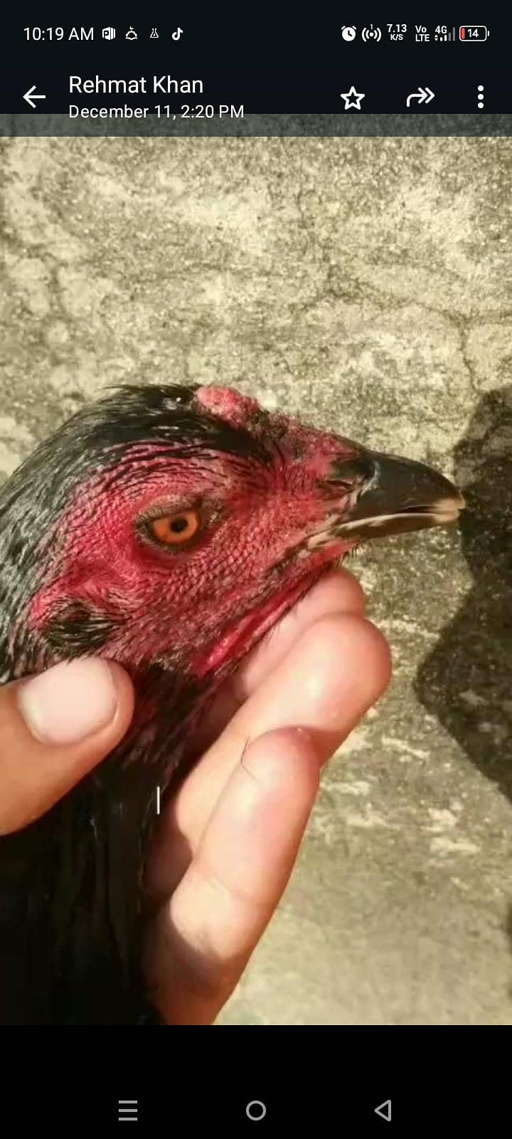 Thai aseel 03338645254 2