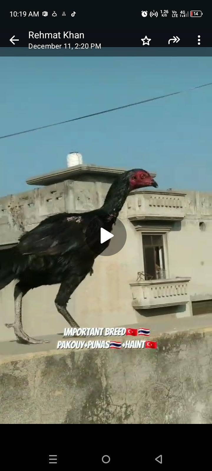 Thai aseel 03338645254 3