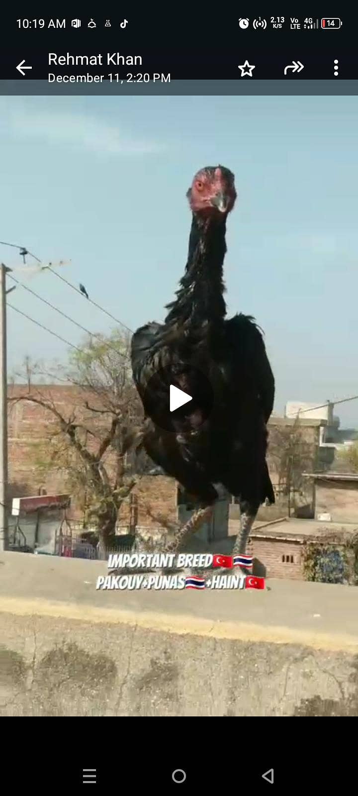 Thai aseel 03338645254 4