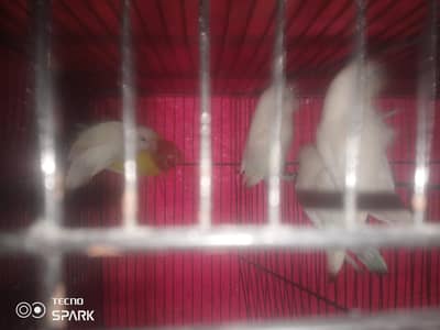 love birds breeder pair