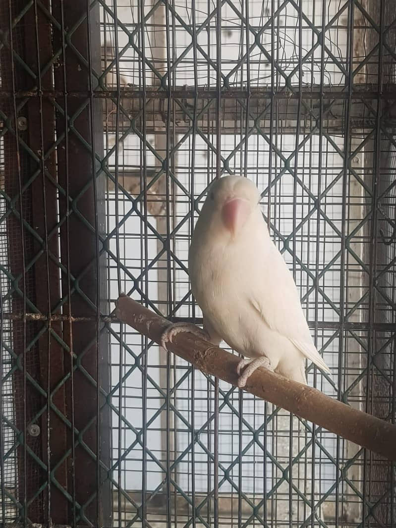 love birds breeder pair 1
