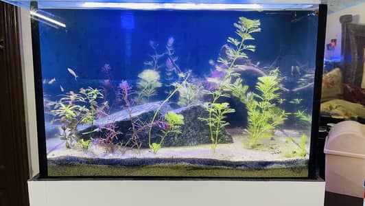 Planted aquarium for sale