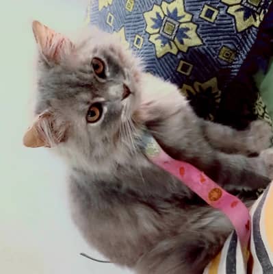 Beautiful Grey Persian Cat for Sale