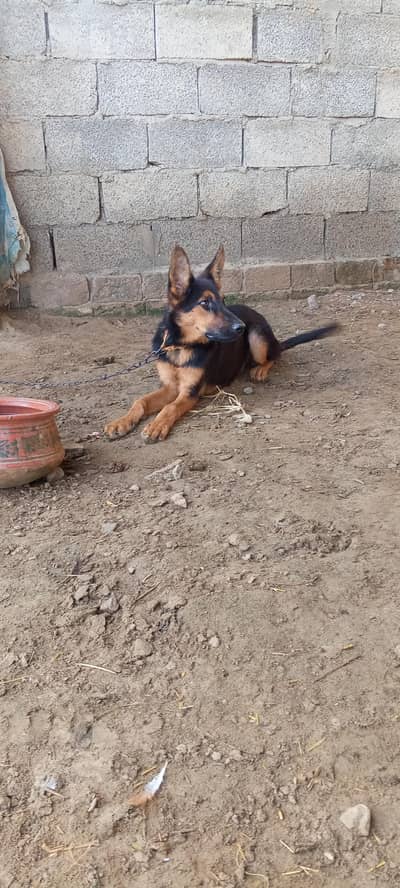 loyal dog  German shepherd