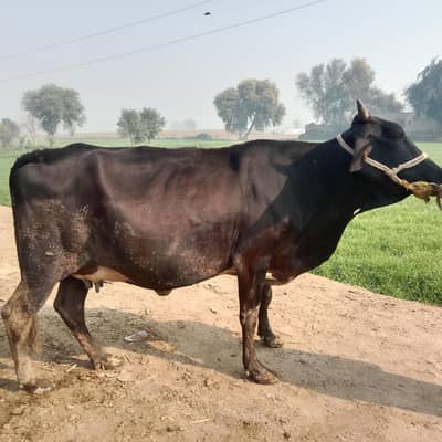 Pregnant cow ready to give birth.
