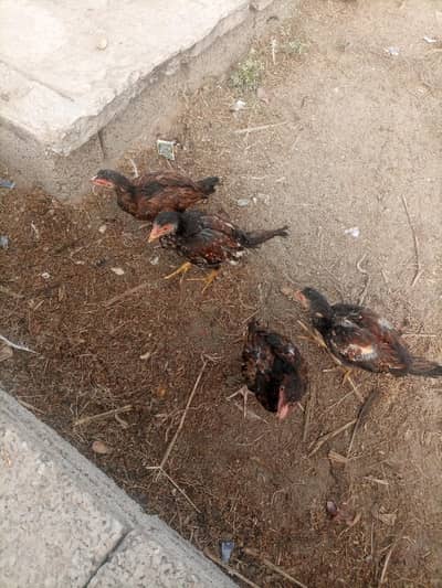 Aseel Chicks 2 male 2 female