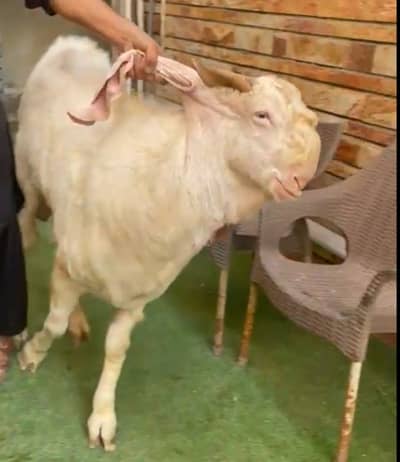 Breeder Gulabi 4 dant