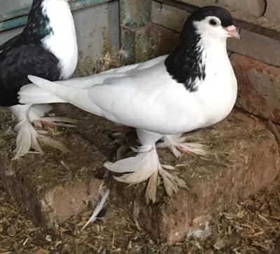 Lakkay, Pabai for sale and exchange