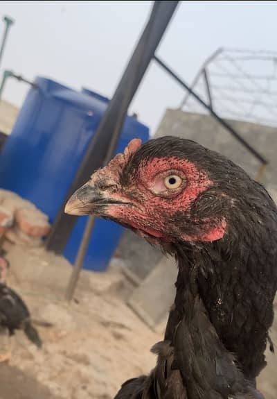 Vaitnam x pakoi crose &pure Pakistani