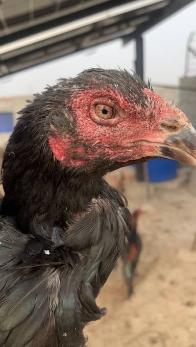 Vaitnam x pakoi crose &pure Pakistani