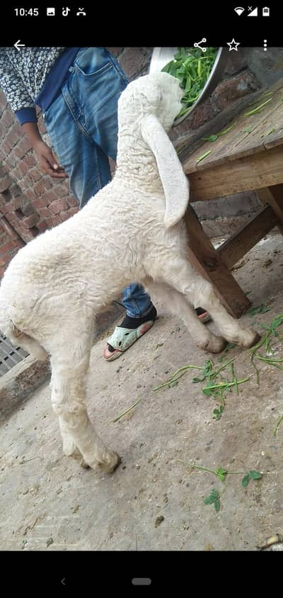 sheep with male kid. 03234438191