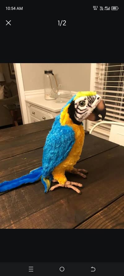 MACAW  Parrot toy talking parrot 0/3/1/3/2/9/5/3/00/2