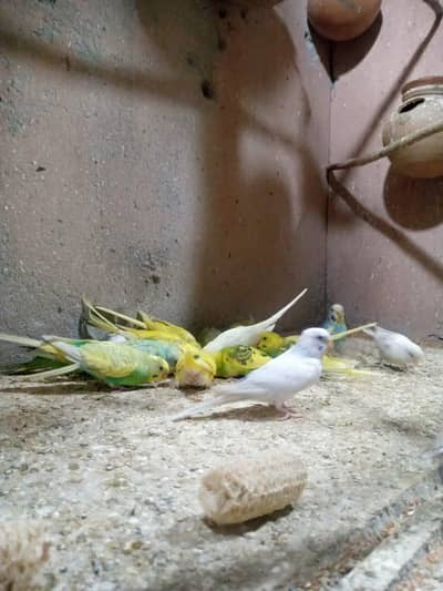Australian budgies parrots