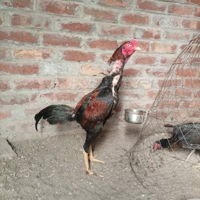 Turkish cross pethe pethiyan