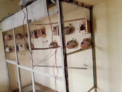 Birds colony cage for sale