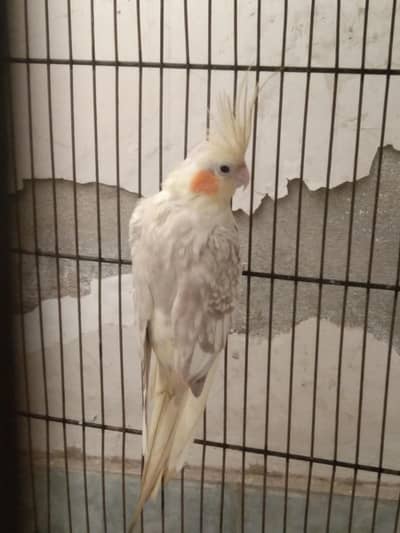 fully breader pair for sale