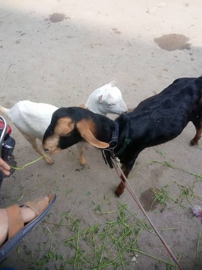 Gulabi teddy Breeder male age 5 months approx Teddy female 2 daant