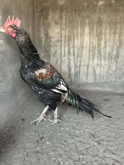 Lasani bengum aseel for sale