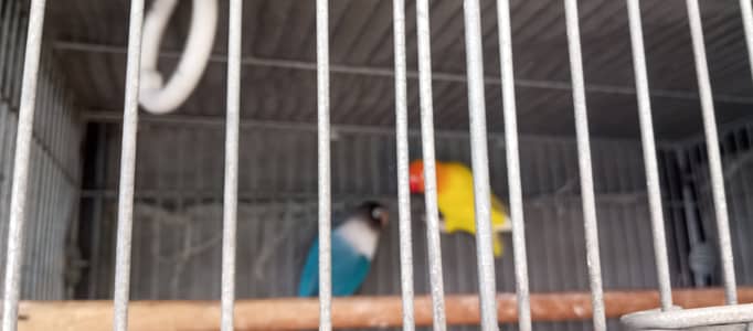 Love bird breader pair