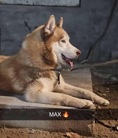 Siberian Husky male for sale | heavy quality
