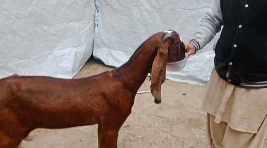 Goat for sale / beetal bakri | for sale | Gulabi Goat Bakri |