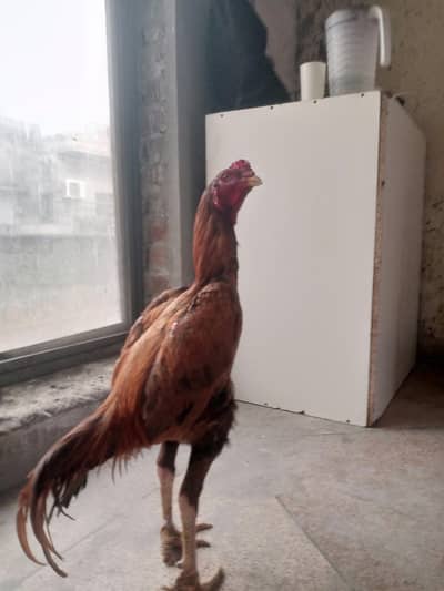 for sale Turks+pak patha