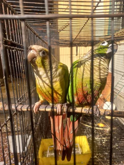 green cheek counre & pineapple counre