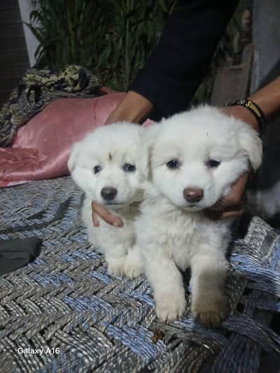 Russian dogs baby pair