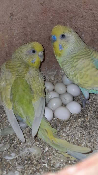 budgies parrots  breeding pairs
