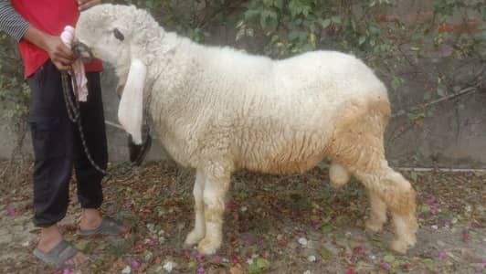 beautiful Kajla male for qurbani 2026