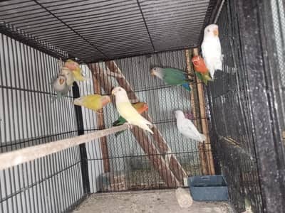 Fresh & Healthy Birds