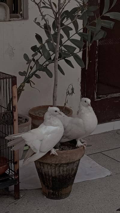 INDIAN FANTAIL PAIR OF MALES