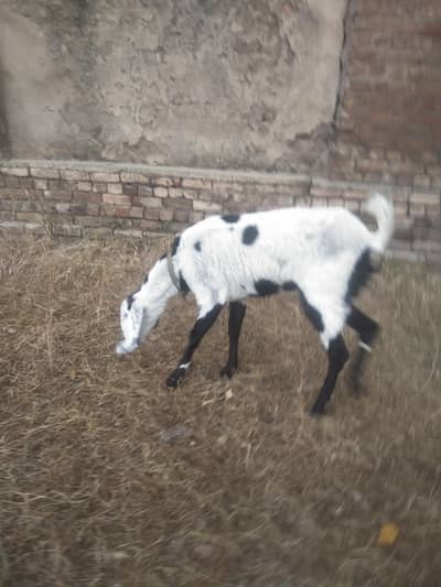 goat for sale