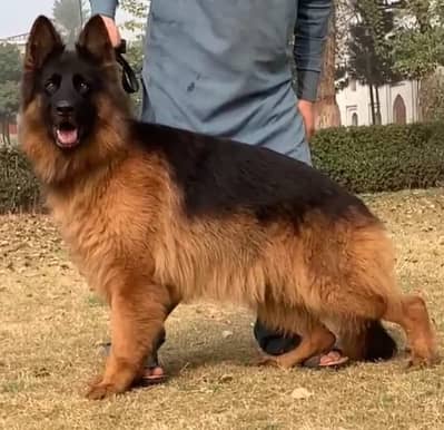 German Shepherd / long coat / heavy born / gds dog for sale