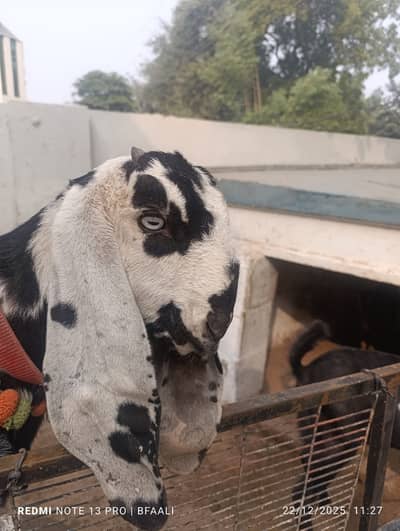 Bakri Goat // Beetal Path // بکری بیتل