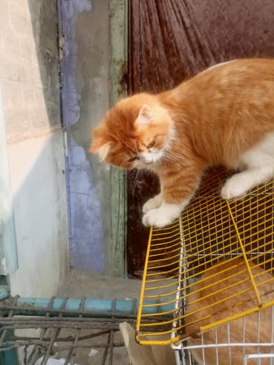 Persian cat very cute