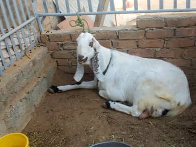 Batel gote for sale