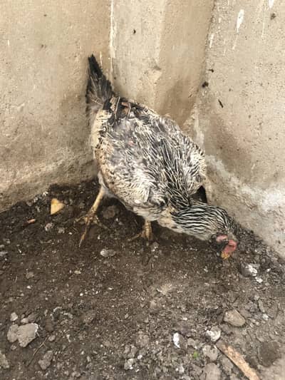 Aseel pathi nasli for urgent sell