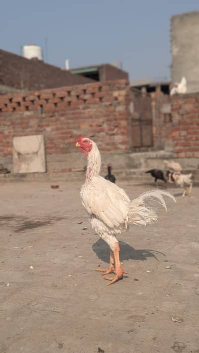 White Heera Aseel Kandhari
