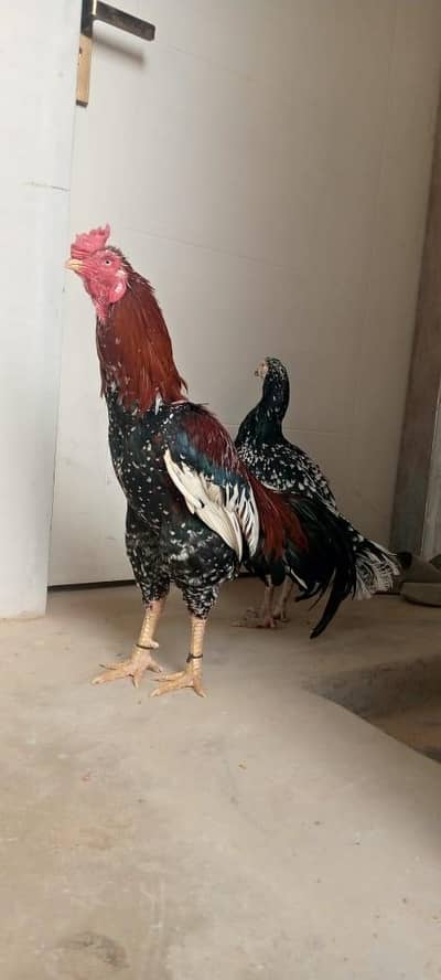 Murga pair for sell