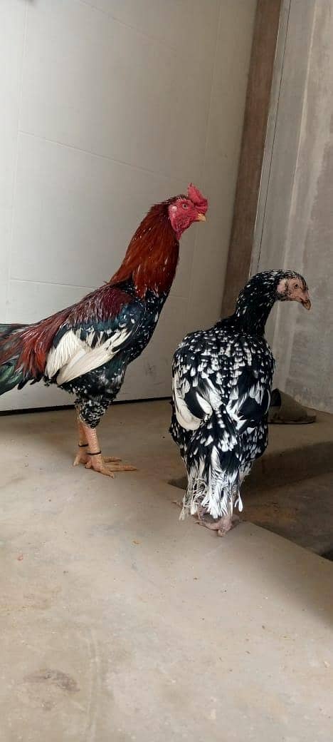 Murga pair for sell 1