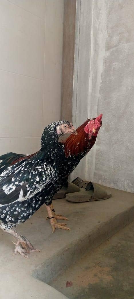 Murga pair for sell 2