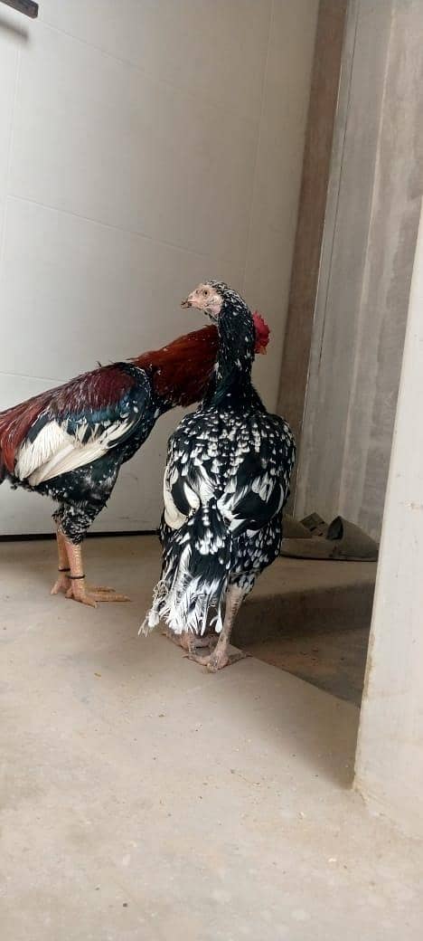 Murga pair for sell 3